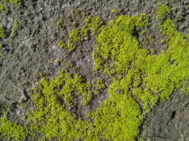 Yerde yosun, üst manzara, zaman ayarlı..