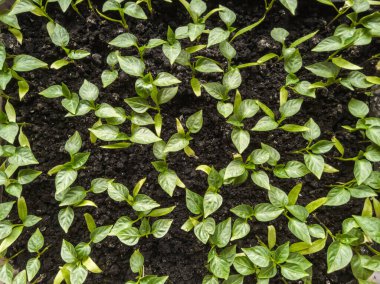 Küçük biber filizlerinin üst görünümü.