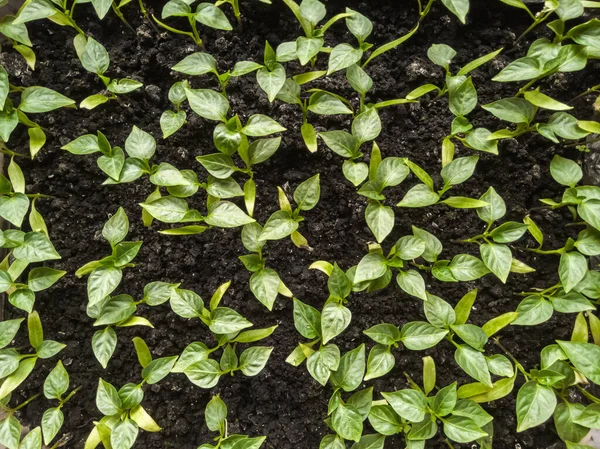 Küçük biber filizlerinin üst görünümü.