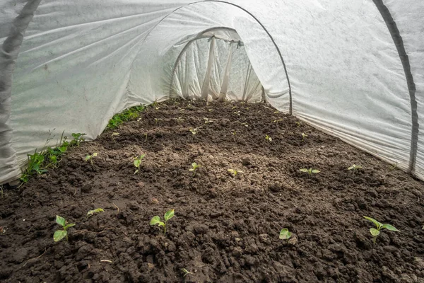 Pepper Sprouts Greenhouse Small Rural Homemade Greenhouse Royalty Free Stock Images