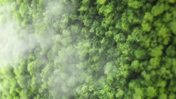 Mur Écologique Vert Avec Humidificateur Vapeur Gros Plan — Video