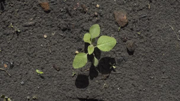 Green Sprout Grows Black Soil Chernozem Top View — Video