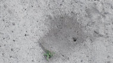 Anthill on sand surface. Top view.