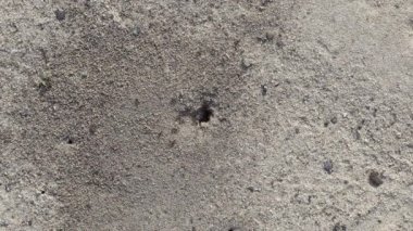 Anthill on sand surface. Top view.