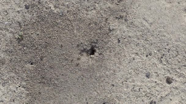 Anthill Sand Surface Top View — Stock videók