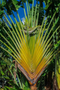 Madagaskar gezgin ağacı (Ravenala madagascariensis) güneş ışığı ve mavi gökyüzü arka planıyla