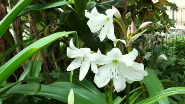 Crinum moorei çiçekleri, yakın görüş çiçek, rüzgar tarafından hareket, koyu bahçe arka planı ile