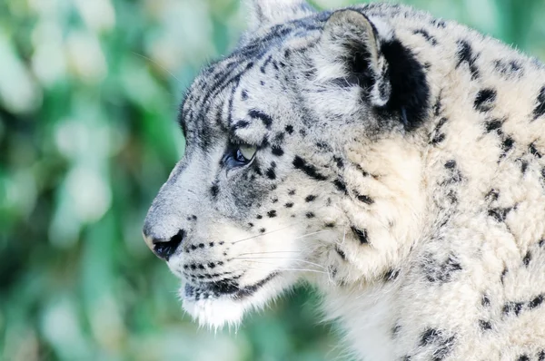 Primer plano del leopardo de las nieves —  Fotos de Stock