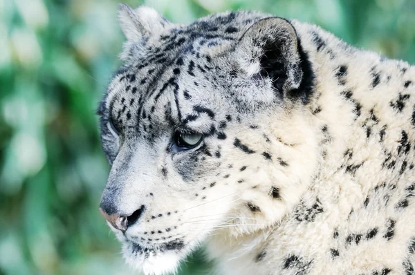 Snow Leopard acechando — Foto de Stock