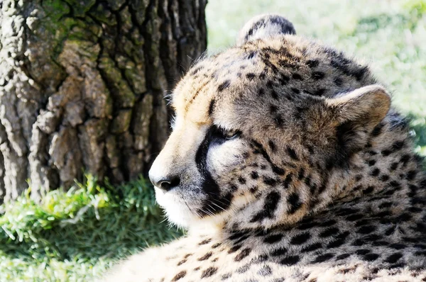 Cheetah hoofd — Stockfoto