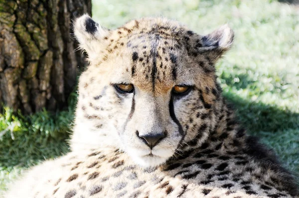Cheetah gezicht — Stockfoto