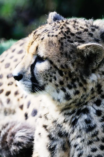 Perfil de Cheetah — Fotografia de Stock