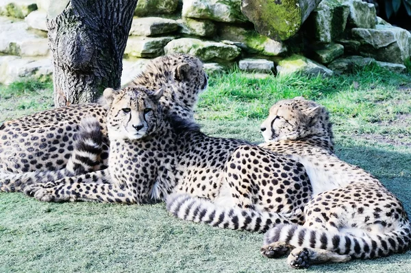 Cheetahs ao sol — Fotografia de Stock