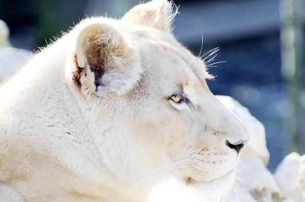 白いライオンの女性のクローズ アップ — ストック写真