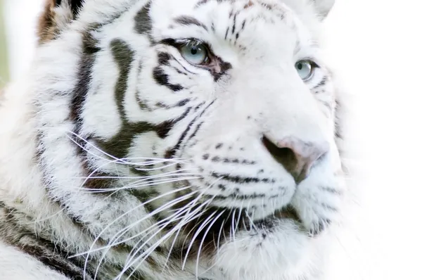 Primer plano tigre blanco —  Fotos de Stock