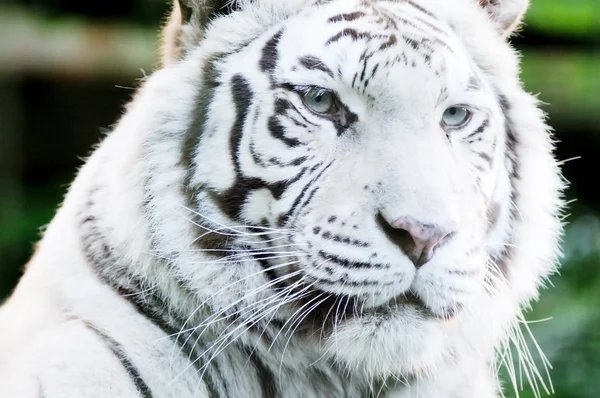 Белое лицо тигра — стоковое фото