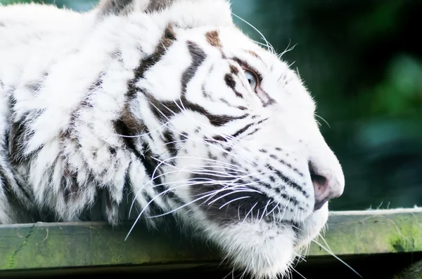 Profil de tigre blanc — Photo