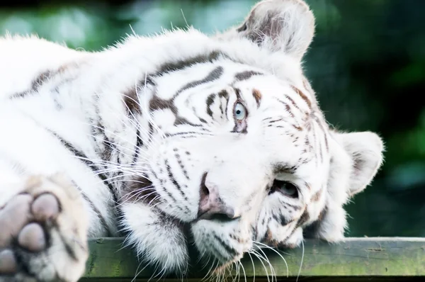 Tigre blanc au repos — Photo