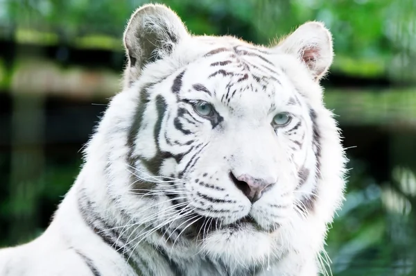 White lion stalking — Stock Photo, Image