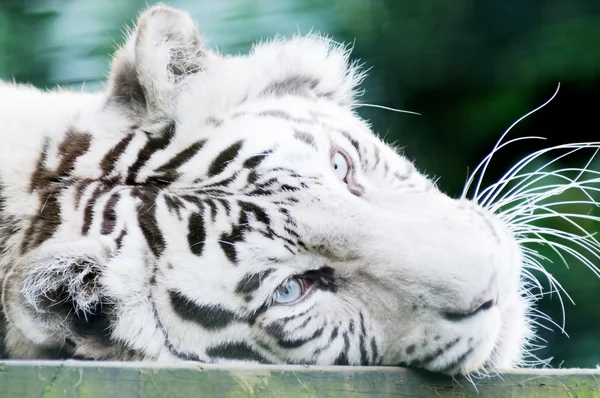 Bigodes tigre branco — Fotografia de Stock