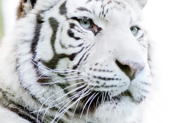 Tigre branco close-up Imagem De Stock