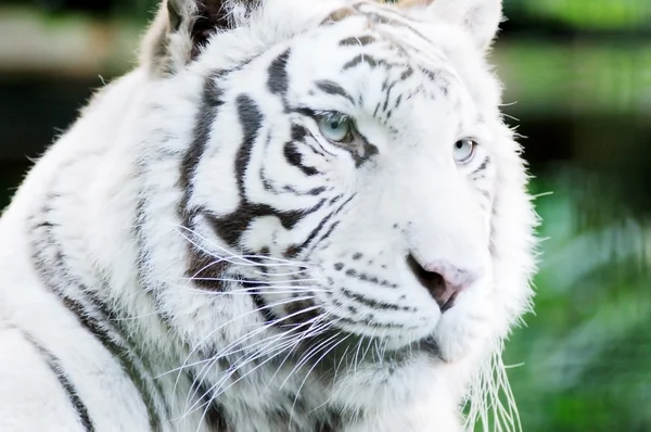 Fehér tigris fej Stock Kép