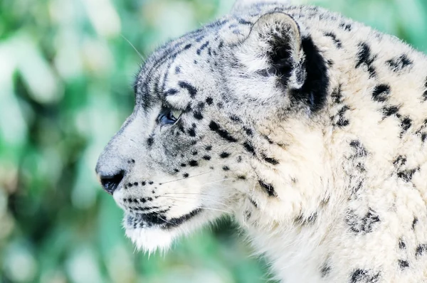 Snow leopard oglądania — Zdjęcie stockowe