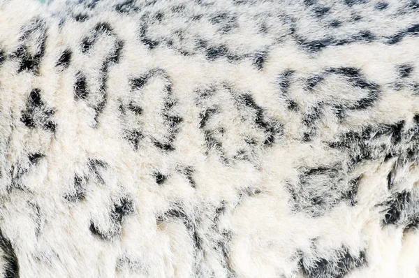 Pele de leopardo da neve — Fotografia de Stock