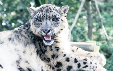 kar leoparı döşeme