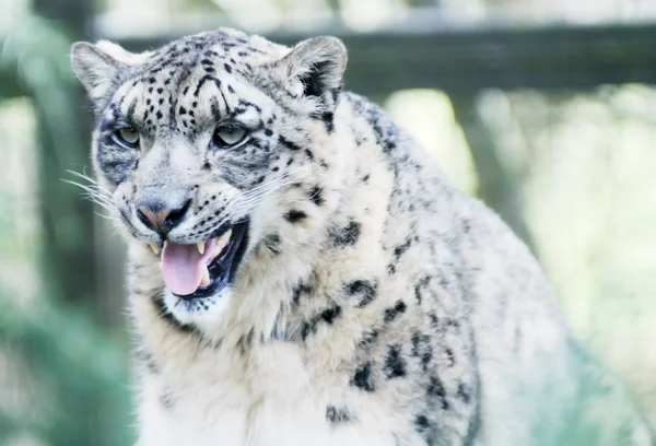 Snow Leopard оповіщення — стокове фото