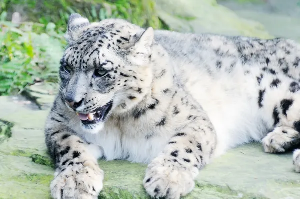 Leopardo de la nieve sobre una roca — Foto de Stock