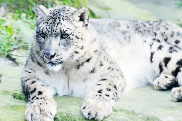 Snow leopard op rock — Stockfoto