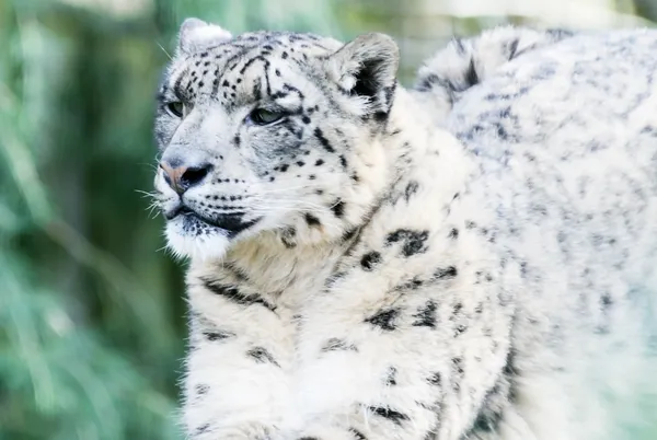 Snow leopard patrząc — Zdjęcie stockowe