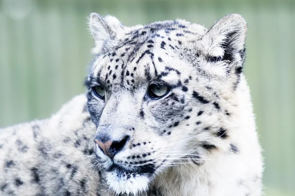 Cabeza de leopardo de nieve Imagen de stock