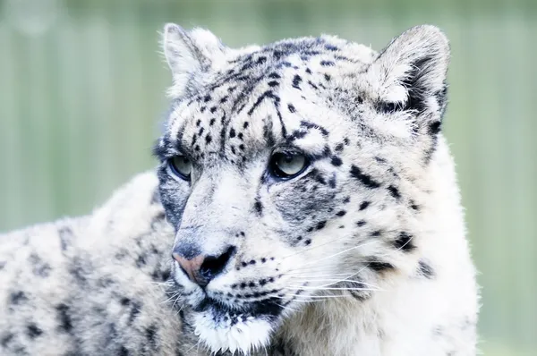 Cabeça de leopardo da neve Imagem De Stock