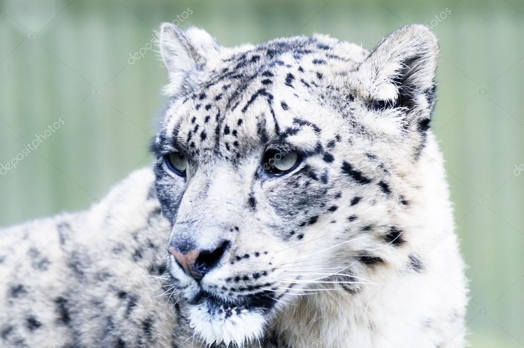Snow Leopard Head