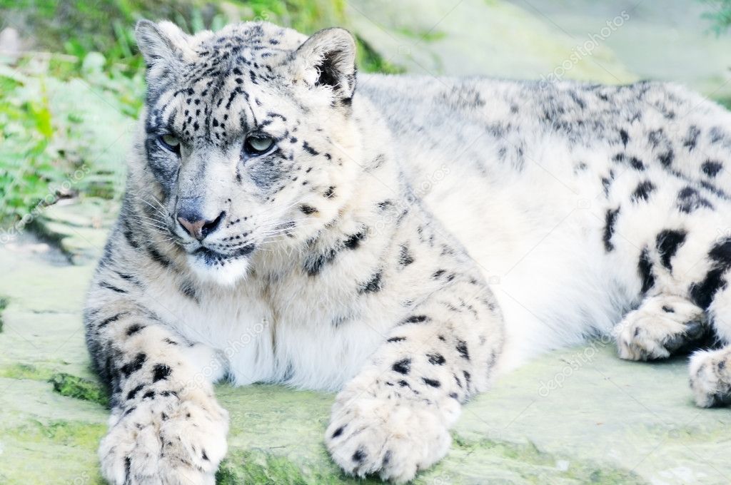 Snow leopard on rock