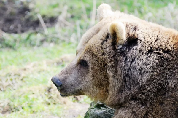 ヒグマのクローズ アップ — ストック写真