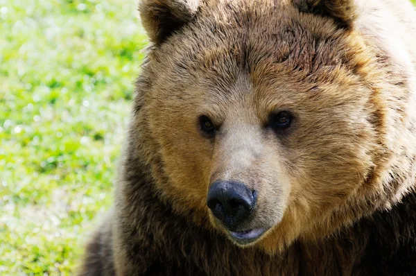 Brunt björnansikte — Stockfoto
