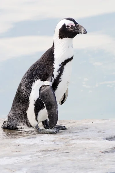 Pinguino in piedi sulla roccia — Foto Stock