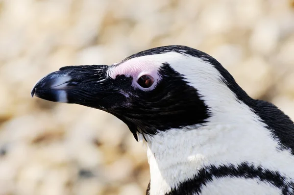 Profilo primo piano del pinguino — Foto Stock