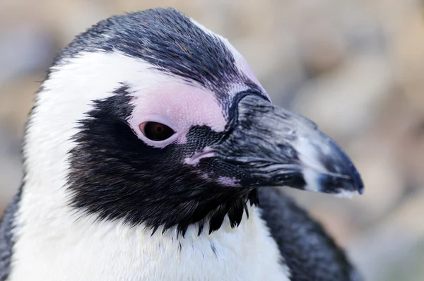 Primo piano del pinguino — Foto Stock