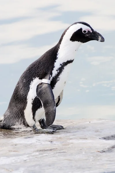 Tučňák po vodě — Stock fotografie