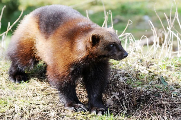 Vahşi doğada Wolverine — Stok fotoğraf