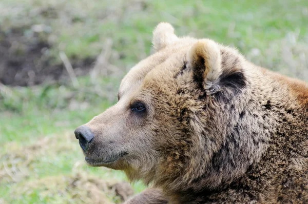 Braunbär-Profil Stockbild