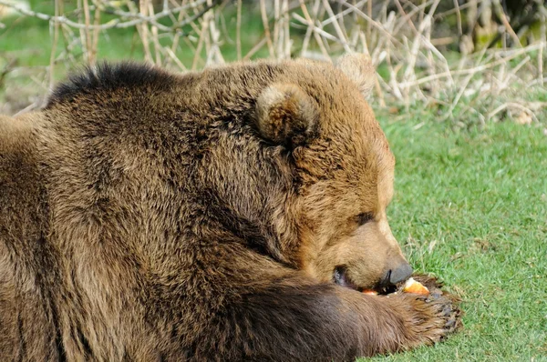 Björnen äter — Stockfoto