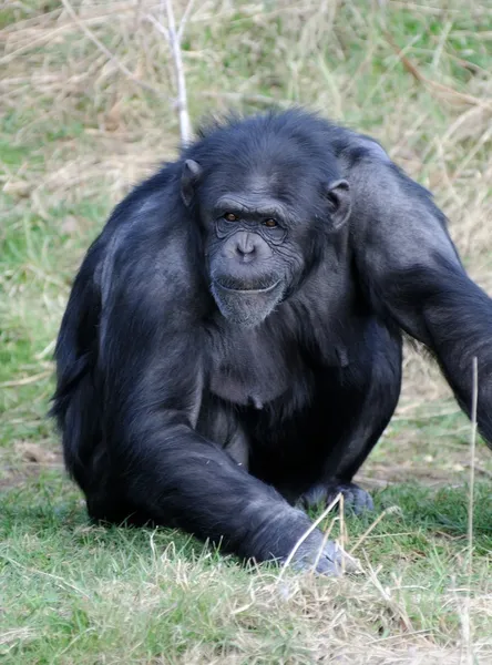 Chimpansee waarschuwing — Stockfoto