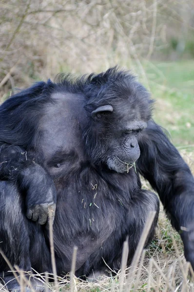 Chimpanze eating — Stock Photo, Image