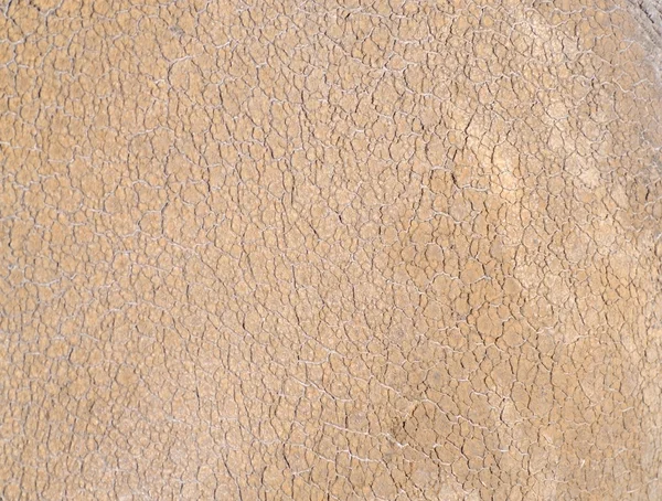 Rhino skin texture — Stock Photo, Image