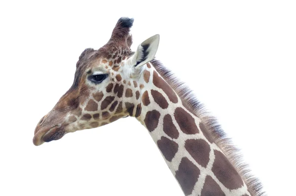 Girafa close-up — Fotografia de Stock